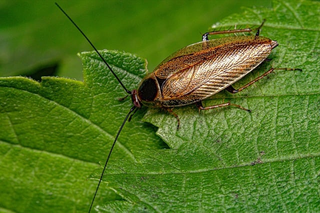 Cockroach on leaf